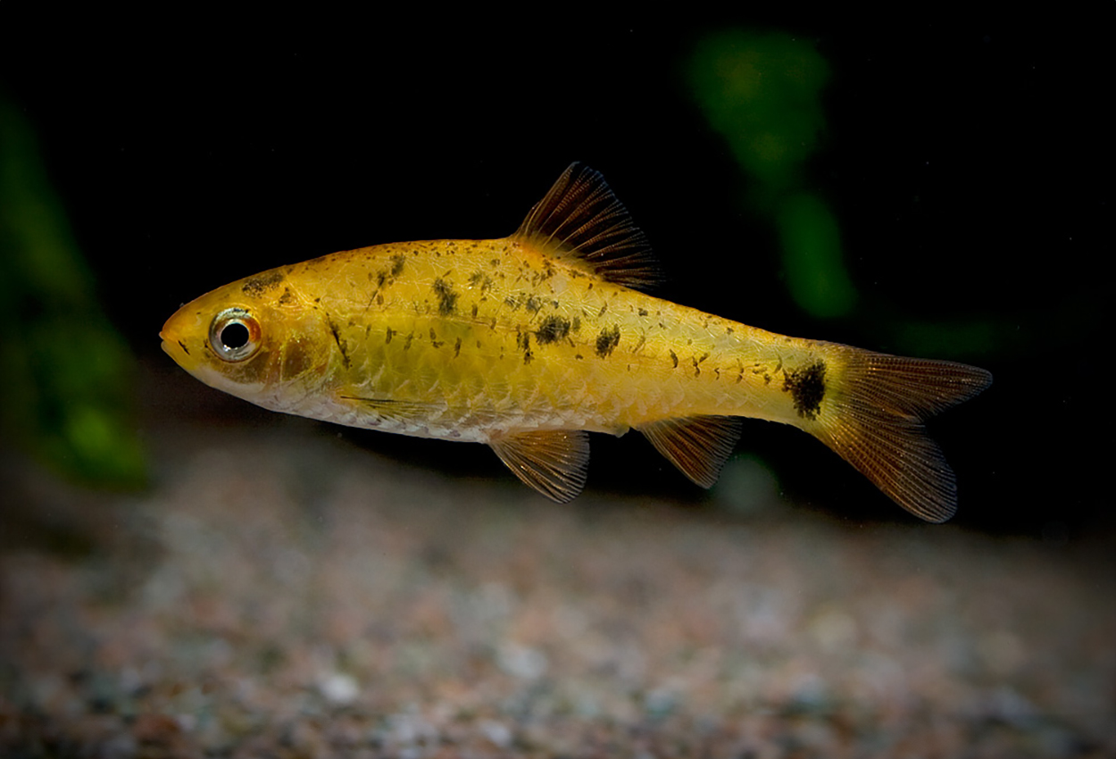 Foto på fisken Barbodes semifasciolatus, var. 'guld'