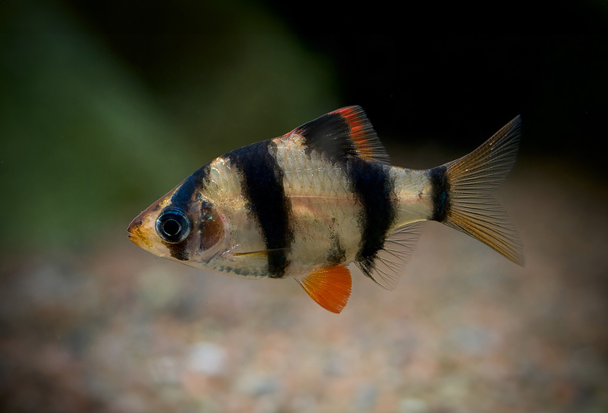 Foto på fisken Puntigrus tetrazona