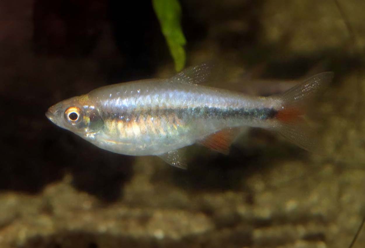 Röd körsbärsrasbora, rödfenad Borneorasbora