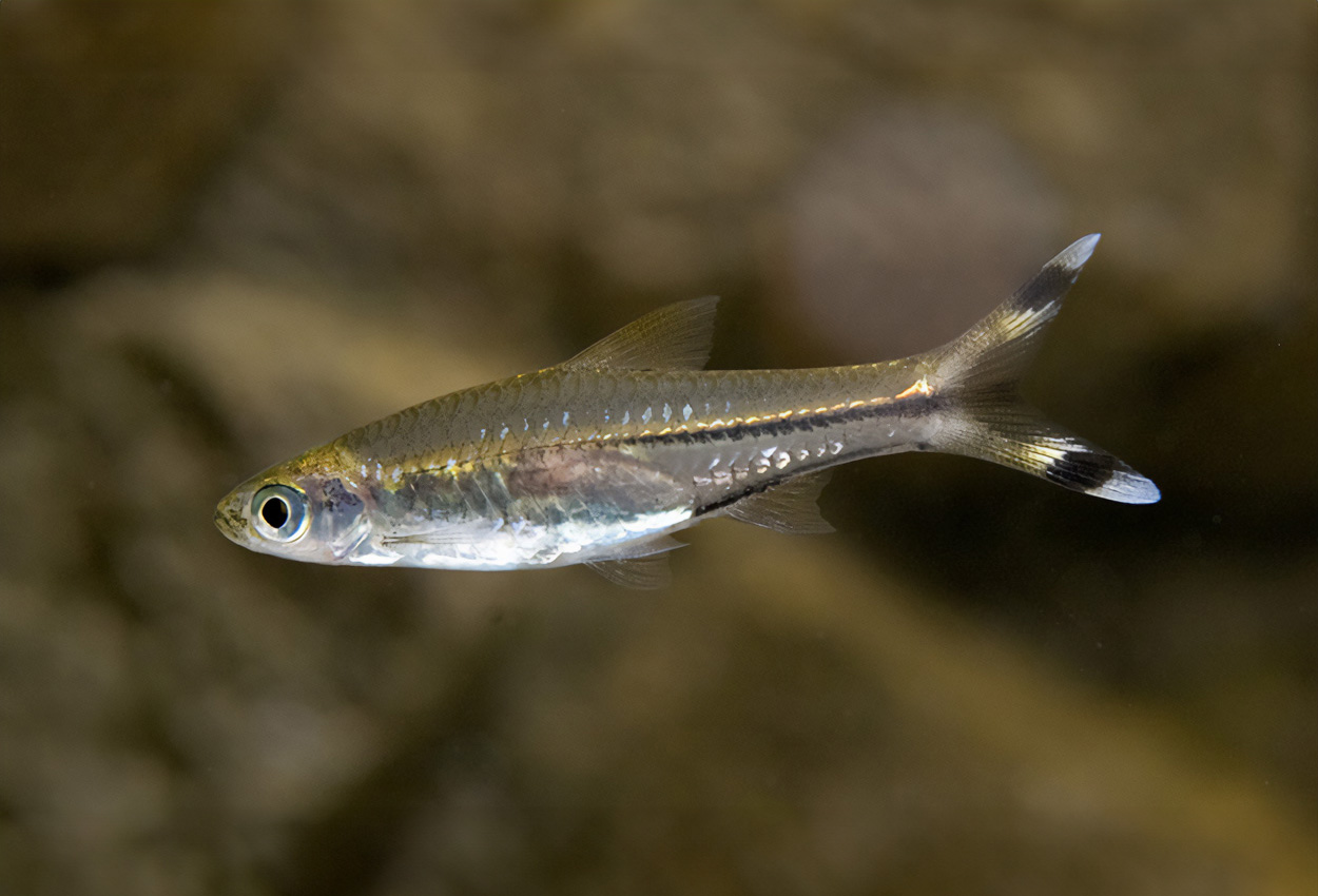 Foto på fisken Rasbora trilineata