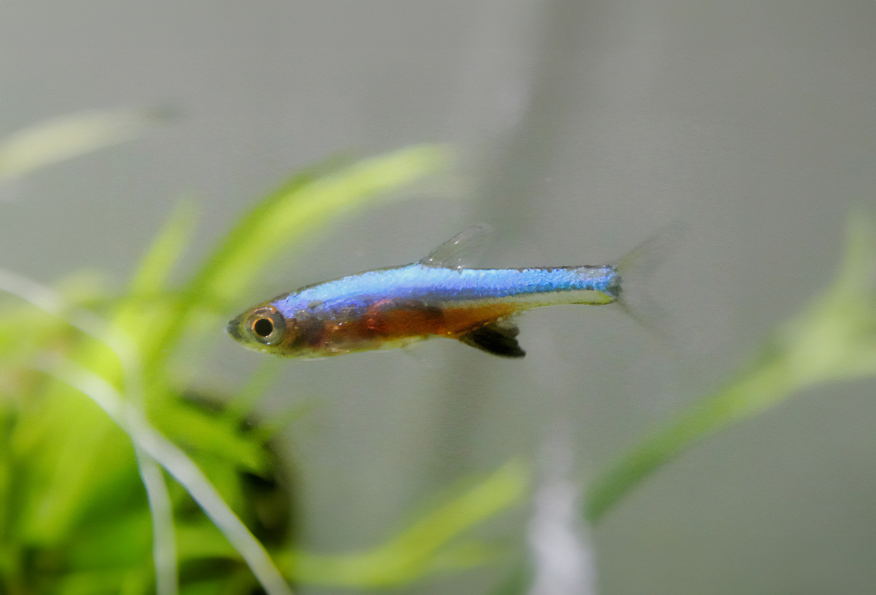 Foto på fisken Sundadanio axelrodi