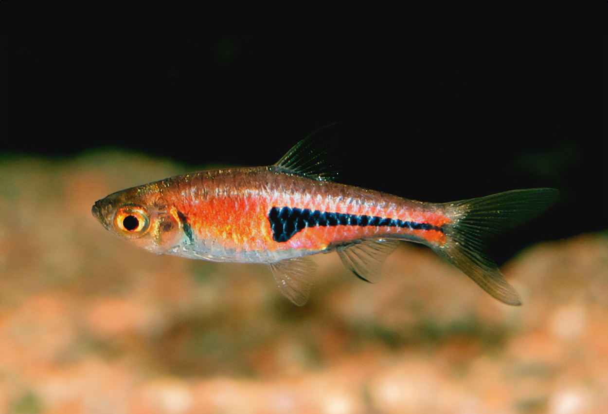 Foto på fisken Trigonostigma espei