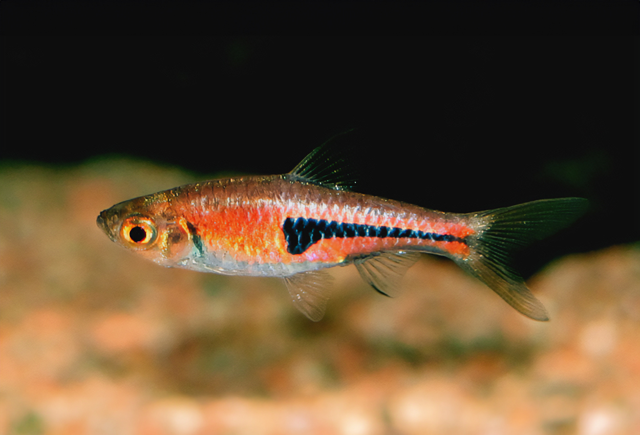 Drottningrasbora