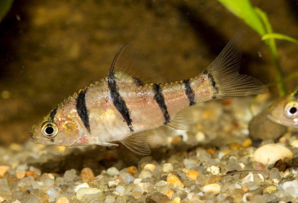 Foto på fisken Desmopuntius hexazona