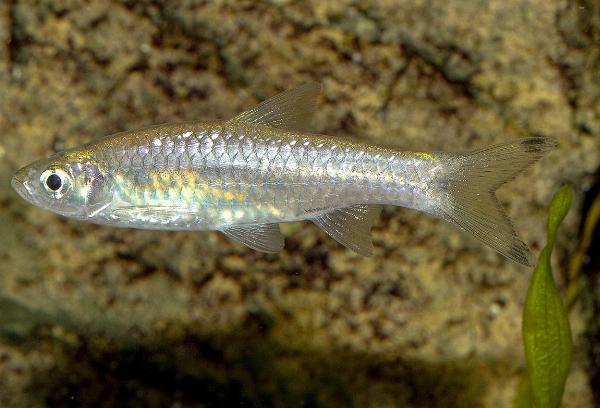 Stor saksefisk