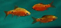 <i>Pethia conchonius</i>