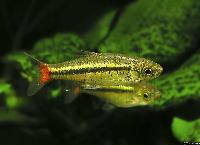 <i>Rasbora borapetensis</i>