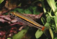 <i>Rasbora borapetensis</i>