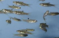 <i>Rasbora dorsiocellata</i>