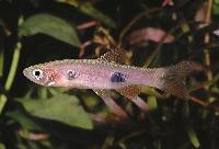 Clownrasbora, storfläcksrasbora