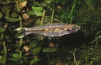 <i>Rasbora trilineata</i>