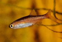 Röd dvärgrasbora, rödaktig rasbora