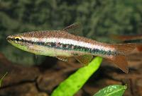 Patricks rasbora