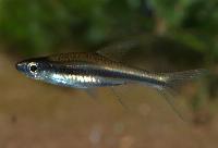 Svartbandad/guldbandad/gracil rasbora