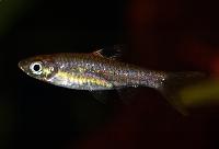 <i>Rasbora dorsiocellata</i>