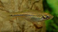 <i>Rasbora steineri</i>