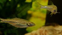 <i>Rasbora steineri</i>