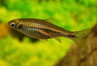 <i>Rasbora steineri</i>