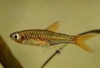 <i>Rasbora bankanensis</i>