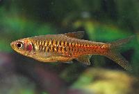 Vulkan-rasbora