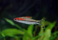 Denisons barb, red line torpedbarb