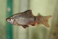 Indianbarb, solfläcksbarb, påfågelsbarb