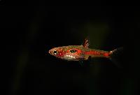 Minirasbora, dvärgrasbora, merah rasbora