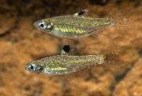 Ögonfläcksrasbora