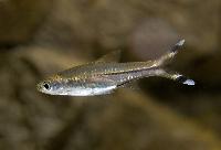 Saxfisk