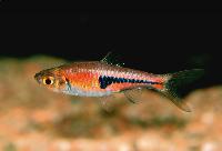 Drottningrasbora