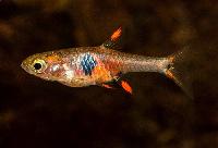 Jordgubbs rasbora