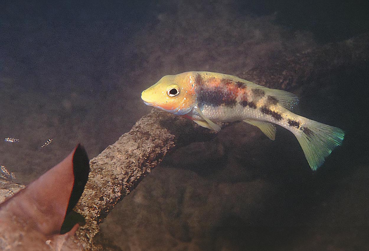 Foto på fisken Theraps irregularis