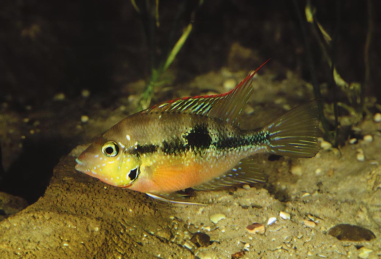 Foto på fisken Thorichthys aureus
