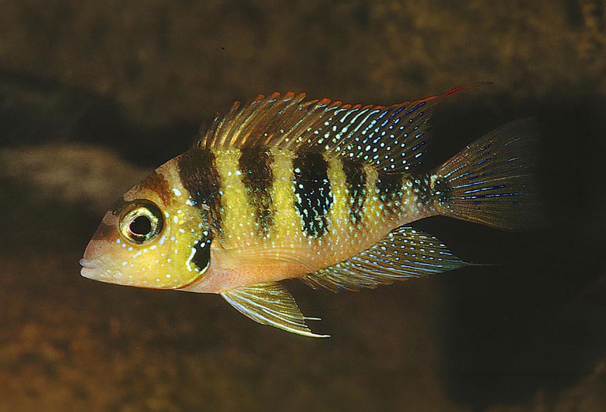 Foto på fisken Thorichthys helleri