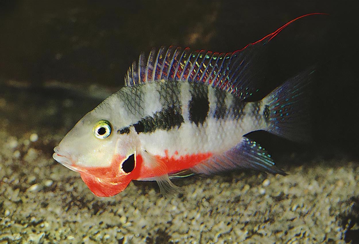 Foto på fisken Thorichthys meeki