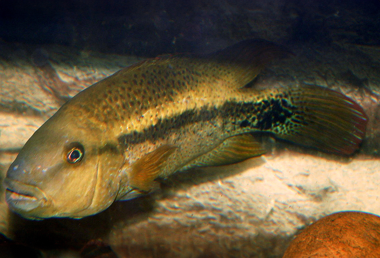 Foto på fisken Chortiheros wesseli