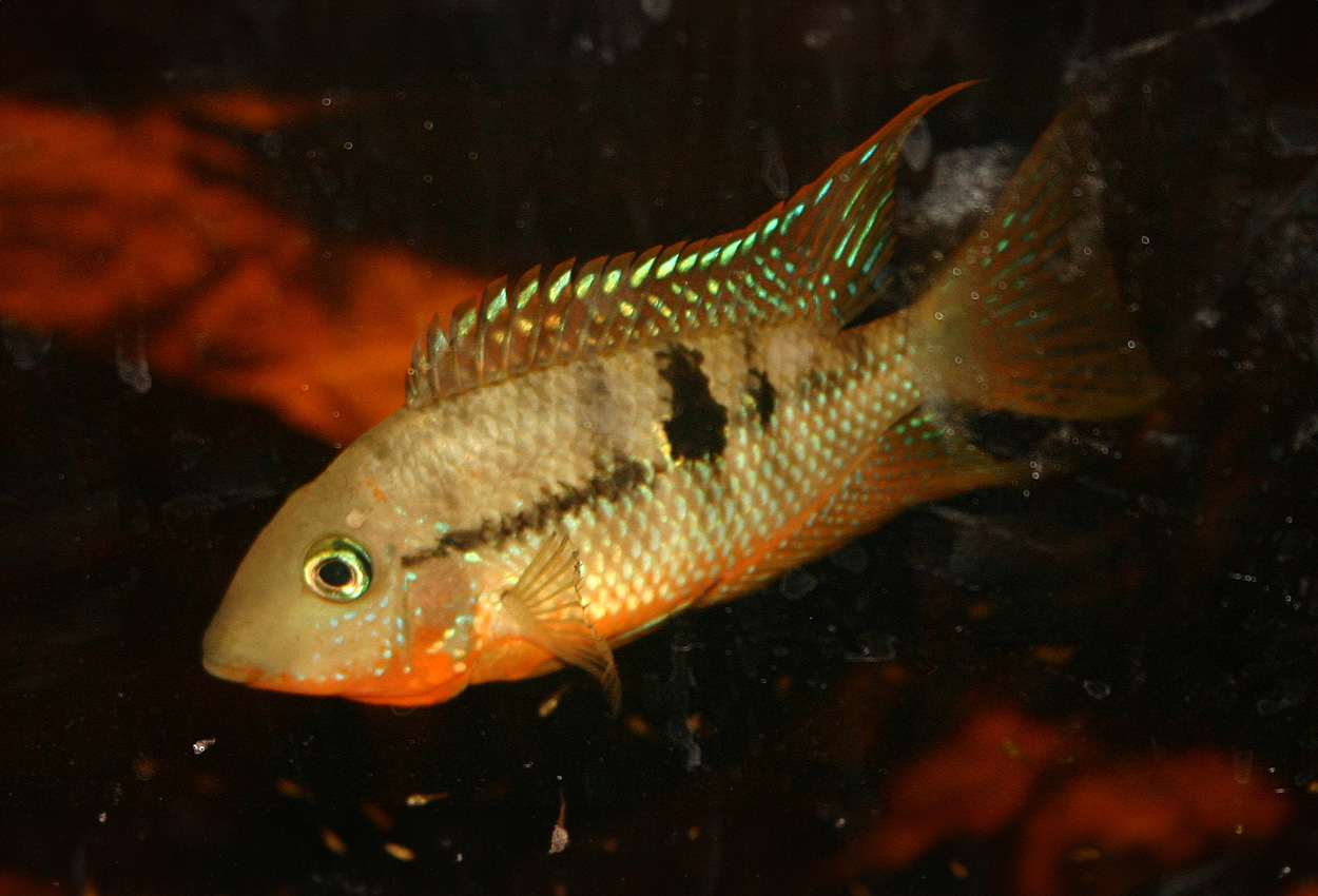 Foto på fisken Thorichthys affinis