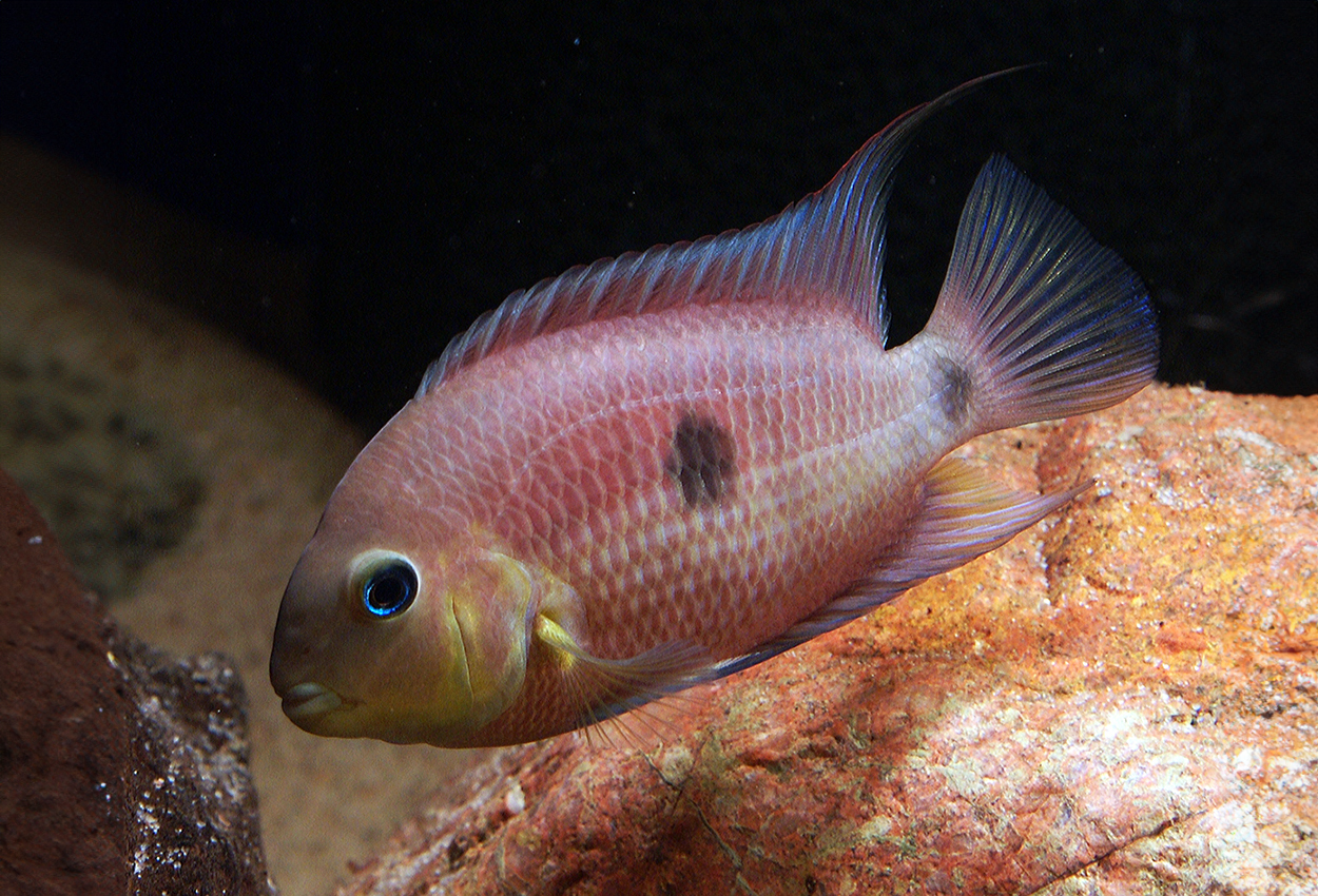 Foto på fisken Amatitlania septemfasciata