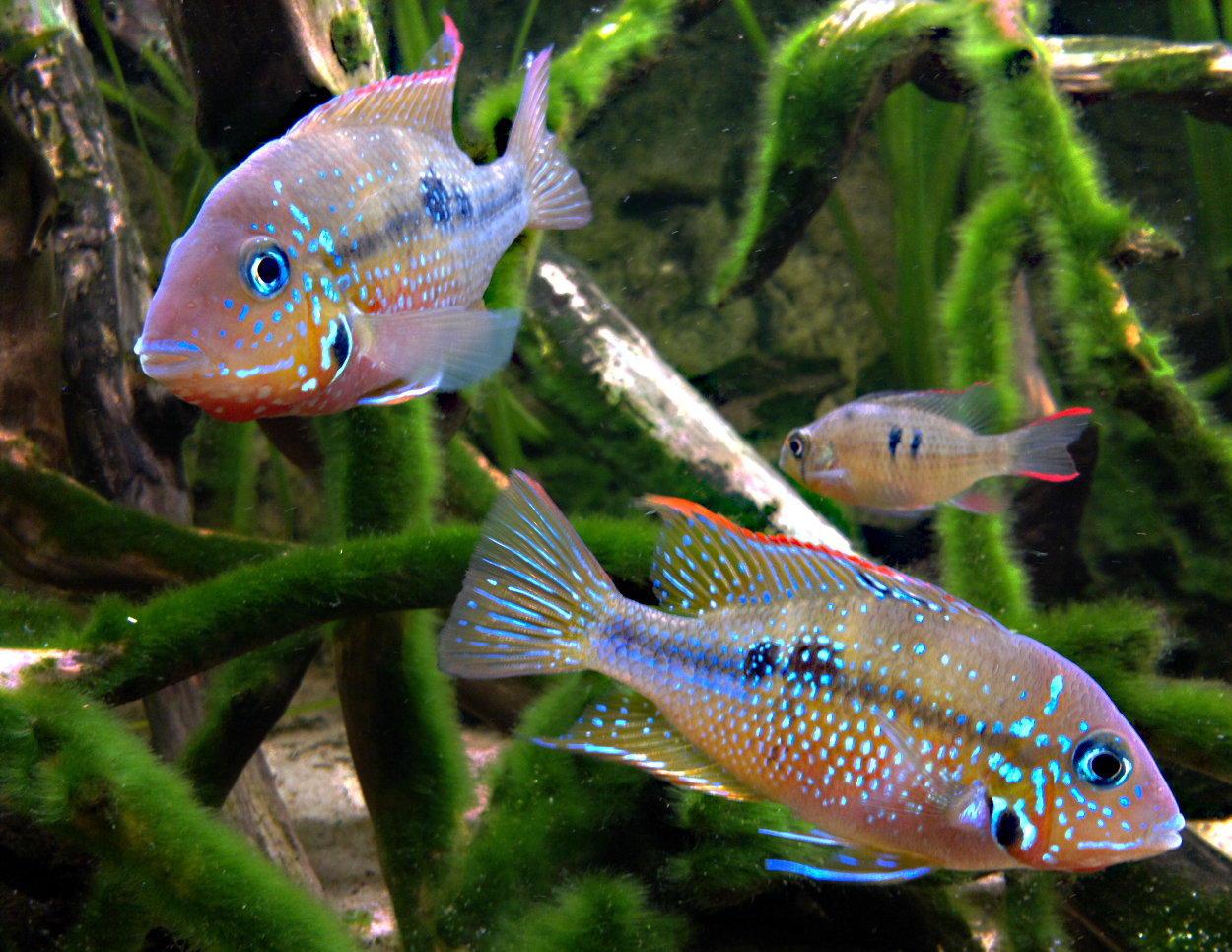 Thorichthys ellioti