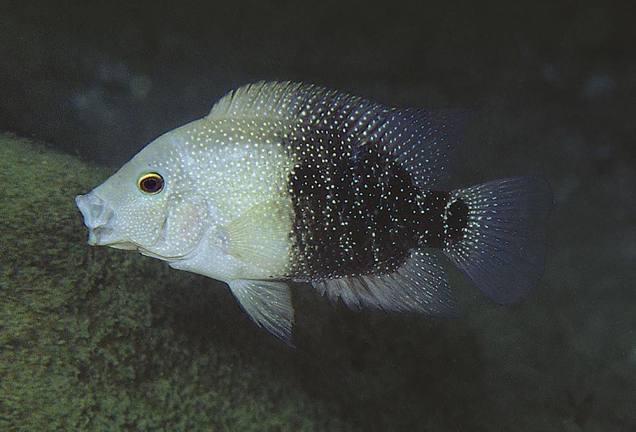 Foto på fisken Herichthys cyanoguttatus