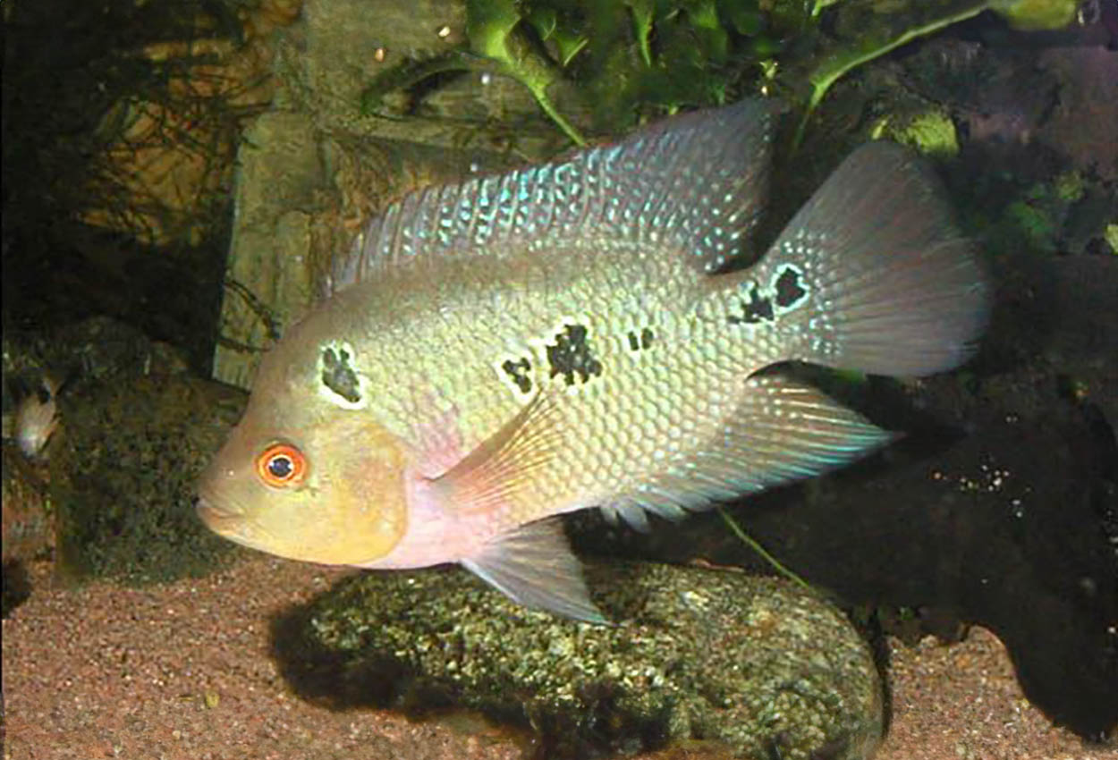 Foto på fisken Amphilophus trimaculatus
