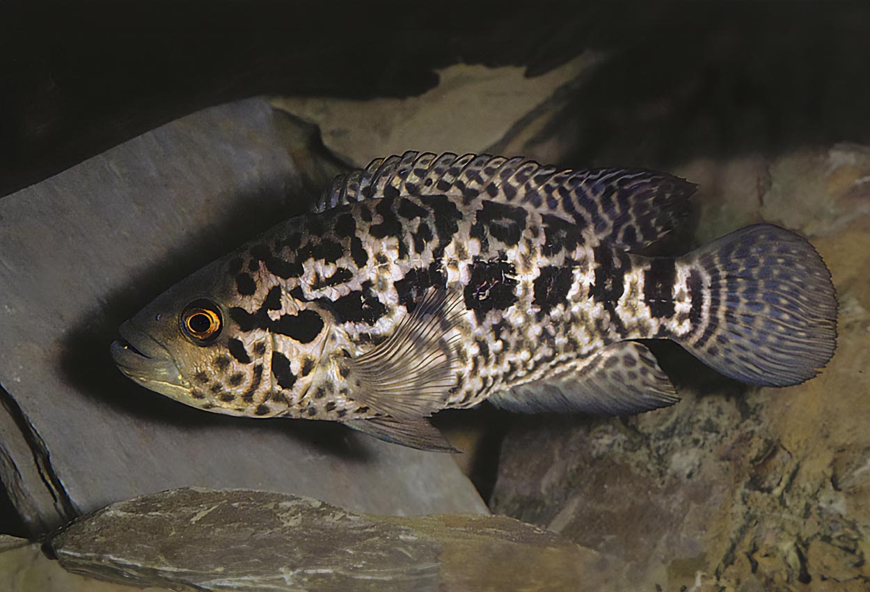 Foto på fisken Parachromis managuensis