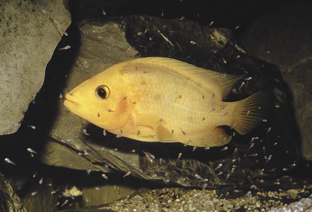 Foto på fisken Amphilophus labiatus