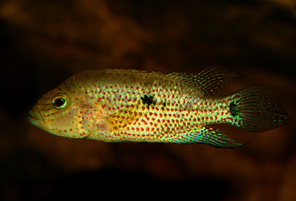 Chiapa de Corzo-ciklid, Mojarra del Chiapa de Corzo, 