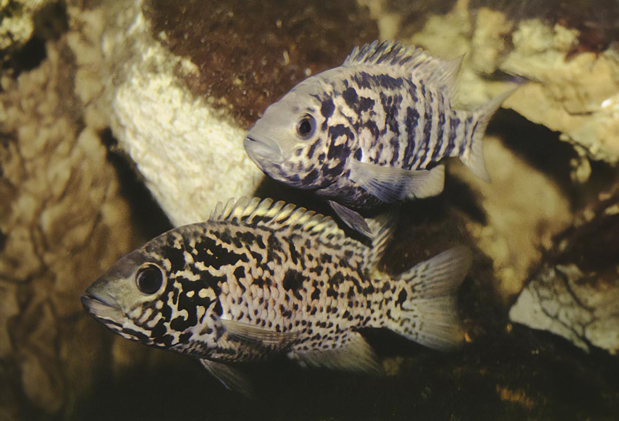 Foto på fisken Nandopsis tetracanthus