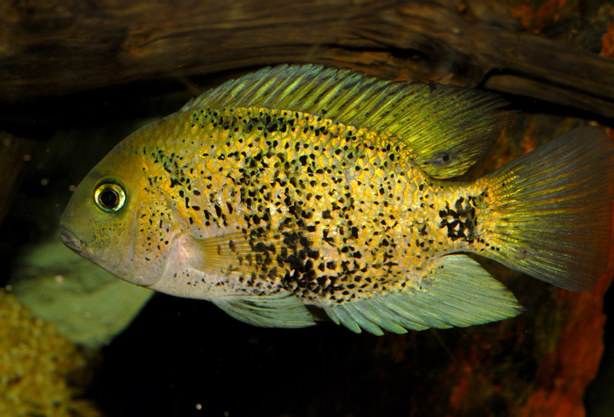 Foto på fisken Oscura heterospila