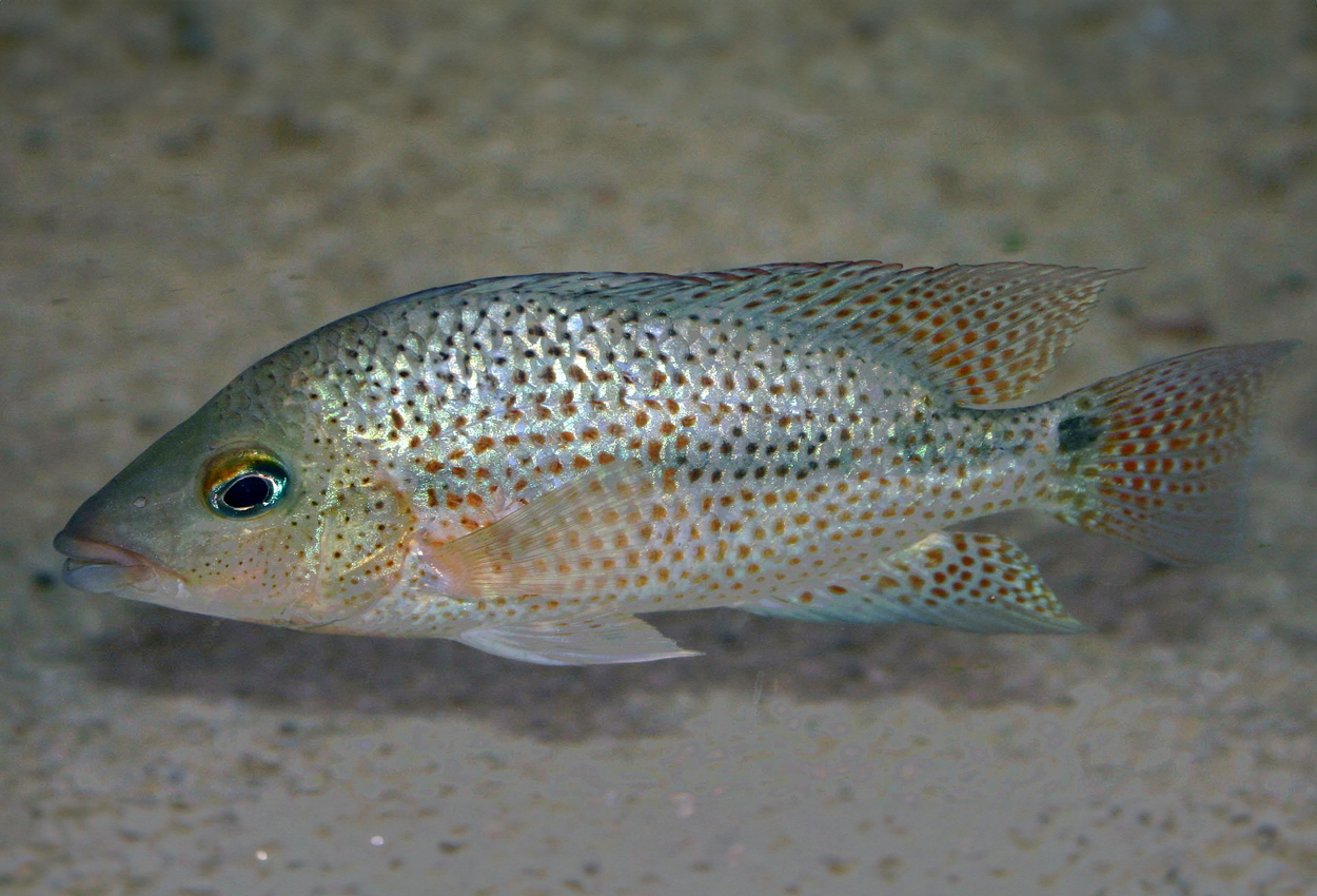 Foto på fisken Darienheros calobrensis