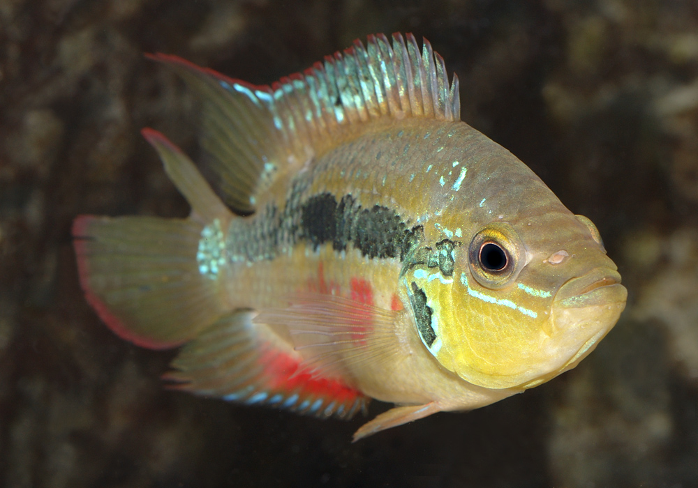 Trichromis salvini