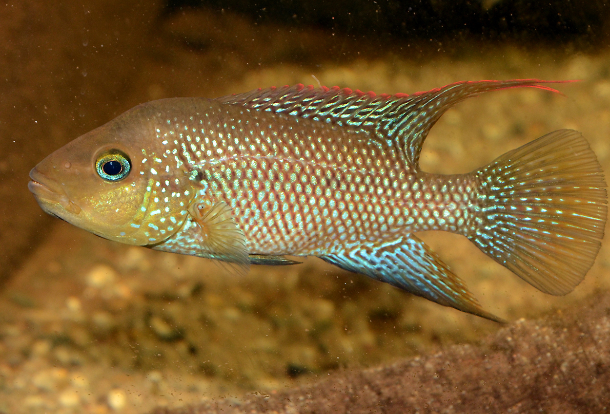 Papagallo/Papagayo/red side-ciklid, Mojarra