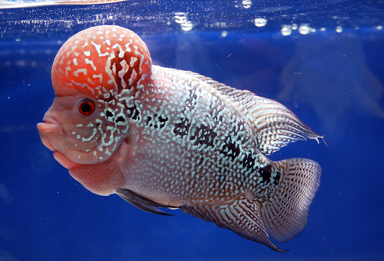 Foto på fisken Cichlasoma sp. 'flower horn'